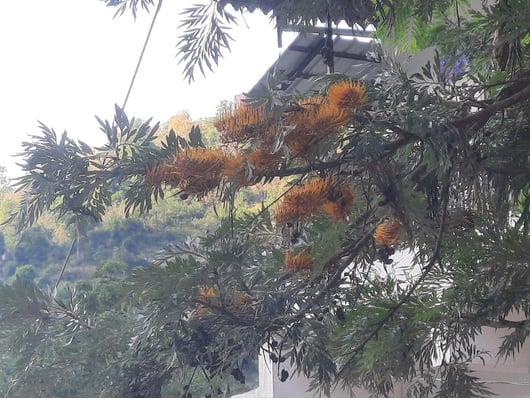 Indigenous botanical species